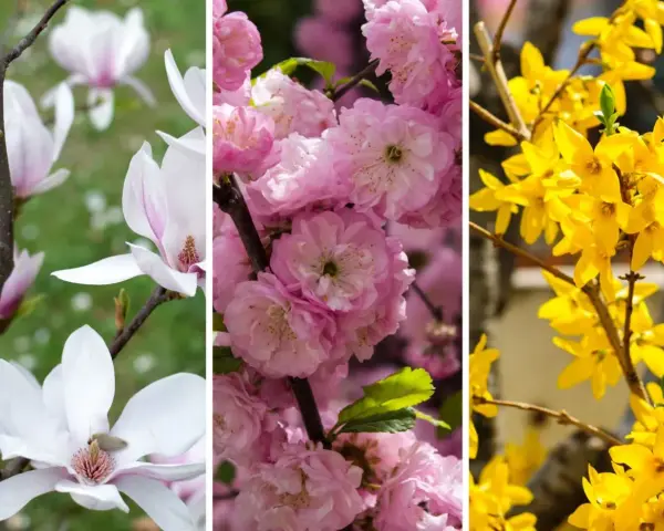 Białe magnolie, różowe wiśnie i żółte forsycje – piękne krzewy kwitnące wiosną.