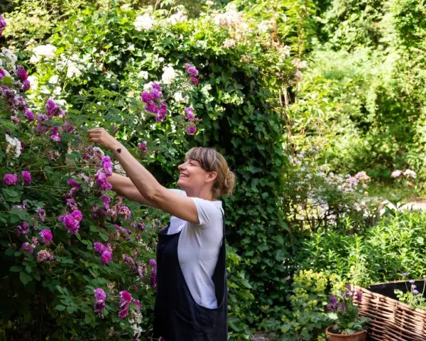 Frau schneidet Ramblerrose im Garten. Die pinken und weißen Blüten sind üppig.