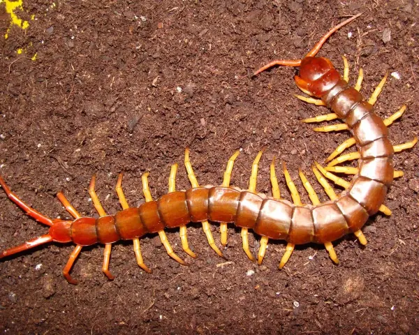 Un ciempiés marrón con patas amarillas se arrastra sobre tierra oscura. Su picadura en humanos puede ser dolorosa.