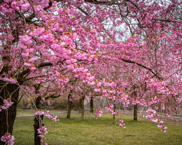 Ein Park in Berlin verwandelt sich in ein Meer aus rosa Blüten. Die Kirschblüten hängen üppig von den Ästen und schaffen eine zauberhafte Frühlingskulisse.