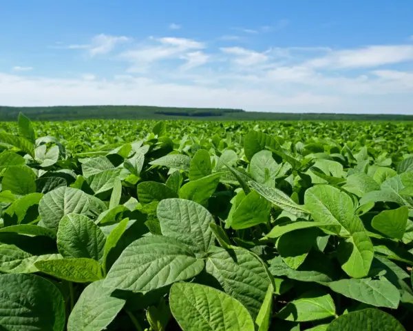 Vasto campo di soia verde sotto un cielo azzurro con nuvole bianche. La vegetazione rigogliosa si estende fino all'orizzonte.