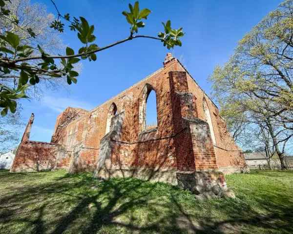 Ruiny ceglanego kościoła w Steblewie na tle błękitnego nieba. Wiosenne liście na gałęziach drzew dodają uroku tej historycznej budowli.