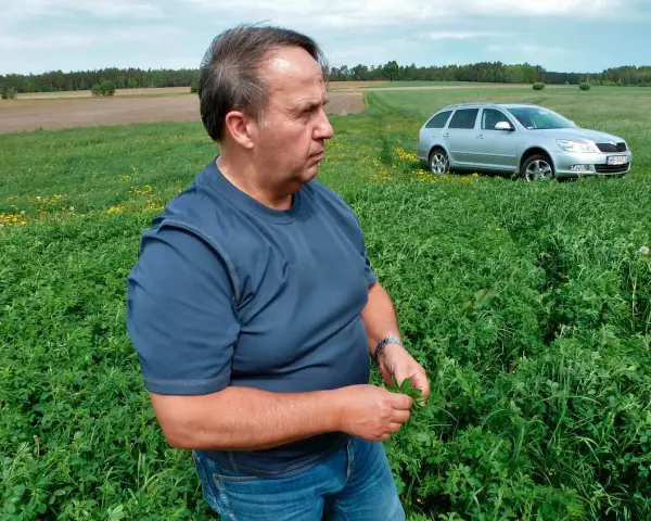 Jaki nawóz pod lucernę, aby uniknąć problemów z uprawą?