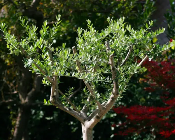 Ein junger Olivenbaum mit frisch geschnittenen Ästen und grünen Blättern steht im Garten.