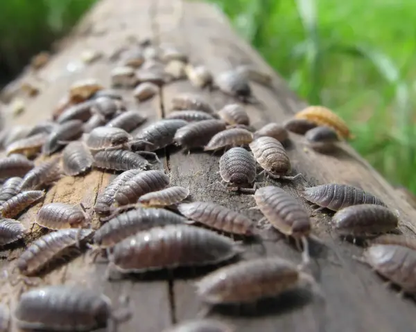 Un montón de cochinillas de la humedad en un tronco. ¿Cómo eliminar cochinillas de la humedad?