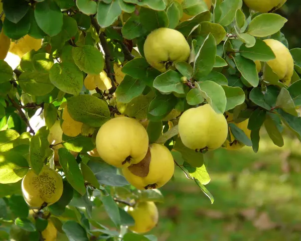 Reife Quitten hängen im Herbst an einem Baum. Die gelben Früchte sind bereit, wenn die Blätter sich verfärben.