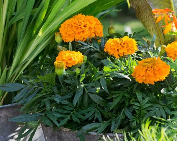 En kruka fylld med fluffiga, orange så tagetes blommor. Gröna blad och gräs omger dem.