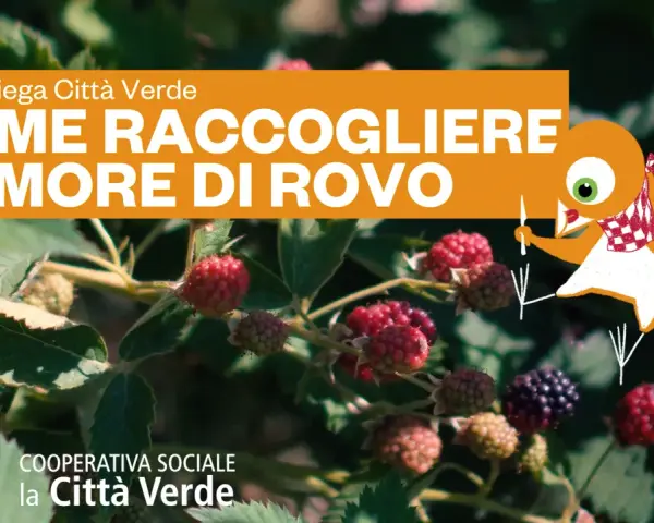 Maturazione delle more di rovo: scopri come raccoglierle al momento giusto con Città Verde. Un uccellino curioso ti guida in questa deliziosa avventura.