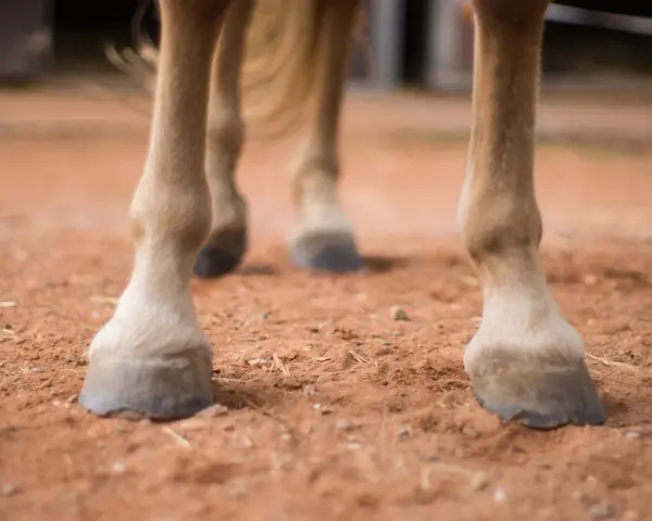 Gros plan sur les sabots d'un cheval, la bouleture est bien visible sur ses pattes.