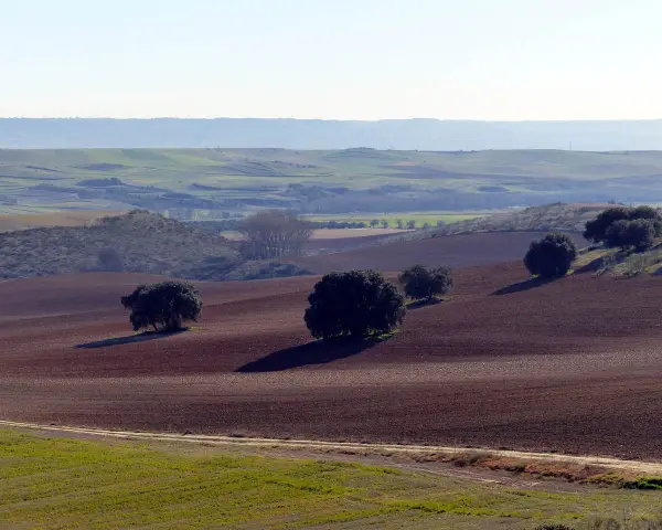 Paisaje de **vías pecuarias Castilla La Mancha**. Campos labrados y encinas salpican la ondulada llanura, evocando la trashumancia.