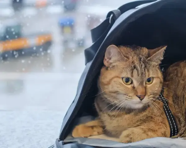 Kot w transporterze czeka na podróż. Ma przy sobie swój **paszport kota**, gotowy do drogi.