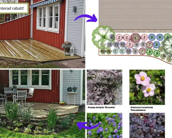 Planera rabatt: från idé till verklighet med en ritning och bilder på växter som Anemone, Bergenia och Iris.