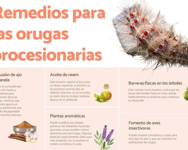 Remedios para orugas procesionarias: infusión de ajo, aceite de neem, plantas aromáticas, barreras físicas y fomento de aves insectívoras para controlar cómo eliminar la procesionaria en el suelo.