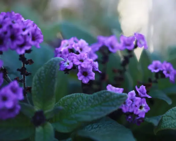 Vackra lila blommor i en balkonglåda, perfekta tips på blommor för att skapa färg.