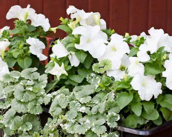 Vita sommarblommor i kruka, med frodig grönska och en röd bakgrund. En vacker syn som för tankarna till en solig sommardag.