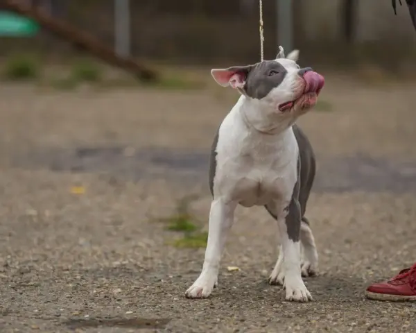 Uroczy amstaff miniaturka na smyczy oblizuje pyszczek, patrząc na swojego opiekuna.