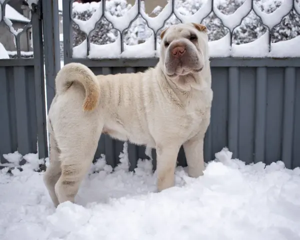 Jasny shar pei długowłosy stoi w śniegu przed metalową bramą.