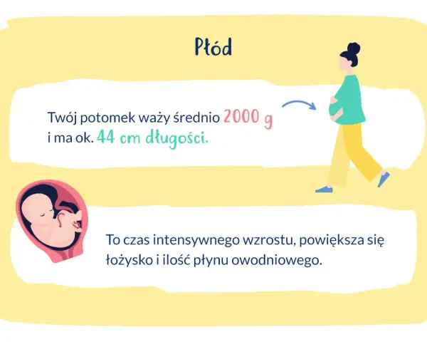 W 33 tygodniu ciąży płód waży ok. 2000 g i ma 44 cm. To czas intensywnego wzrostu.