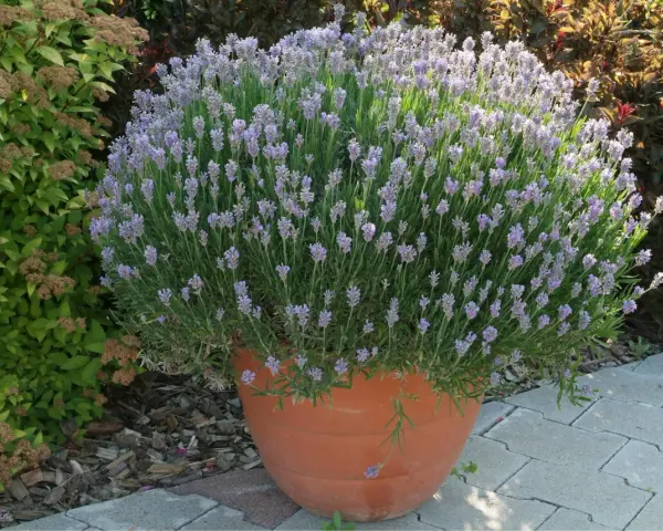 Un vaso di terracotta pieno di lavanda in fiore, ideale per capire quando piantare la lavanda in giardino.