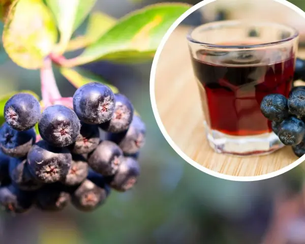 Herbata z aronii: Przepisy, idealny smak i zdrowotne sekrety