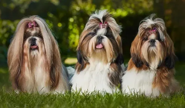 Shih Tzu ma włosy czy sierść? Odkryj prawdę o ich pielęgnacji