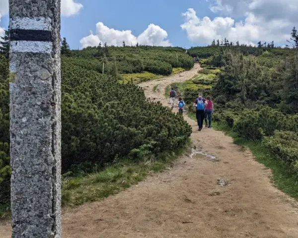 Grupa turystów podąża kamienistym szlakiem przez gęste kosodrzewiny na Pilsku.