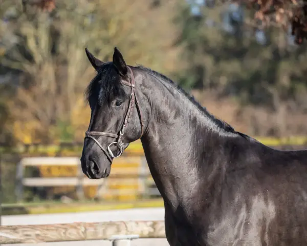 Un magnifique cheval noir, le joker d'Euskadi, au licol en cuir, se tient dans un pré ensoleillé.