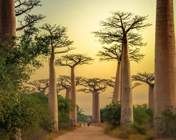 Aleja Baobabów na Madagaskarze. Najlepszy czas na podróż to pora sucha, od kwietnia do października.