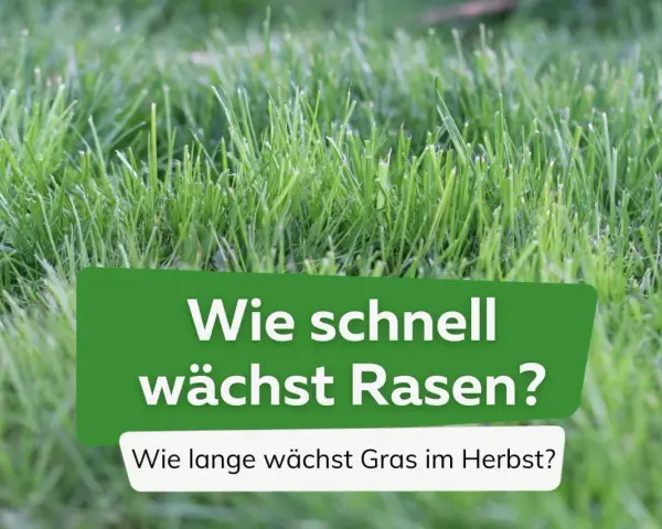 Grüner Rasen im Fokus. Die Frage "Wie lange braucht Gras zum wachsen?" wird gestellt, mit dem Zusatz "Wie lange wächst Gras im Herbst?".