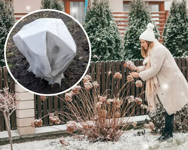 Kobieta w zimowym płaszczu pielęgnuje zasuszone kwiaty hortensji. W tle widać okrytą białą agrowłókniną roślinę, chronioną przed mrozem.