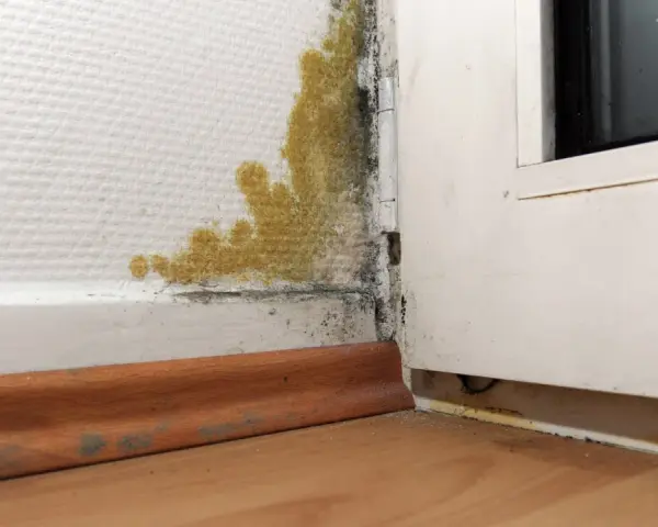 Gelber und schwarzer Schimmel breitet sich in der Ecke einer Wand aus. Dies ist ein Fall, in dem man Schimmel dem Vermieter melden muss.