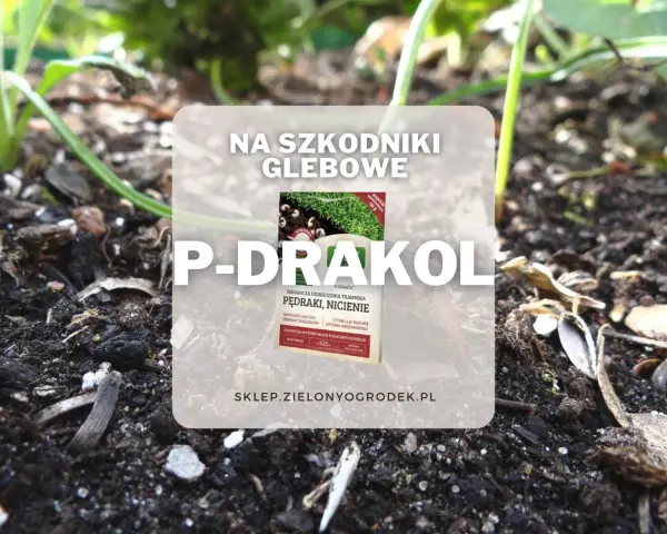 P-Drakol na szkodniki glebowe, chroni trawnik przed pędrakami i nicieniami. Preparat mikrobiologiczny.