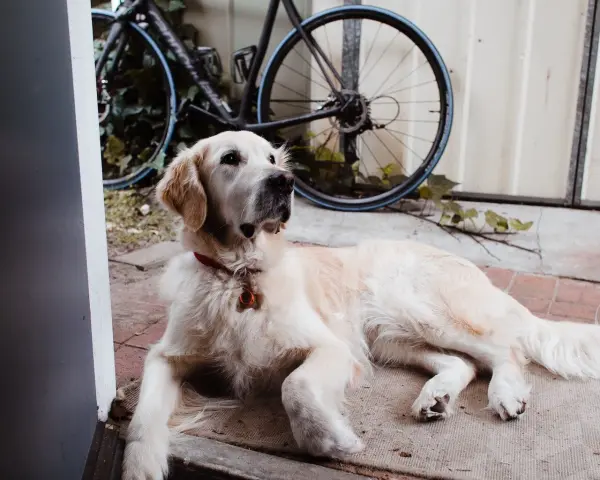 Czy golden retriever nadaje się do bloku? Oto, co musisz wiedzieć