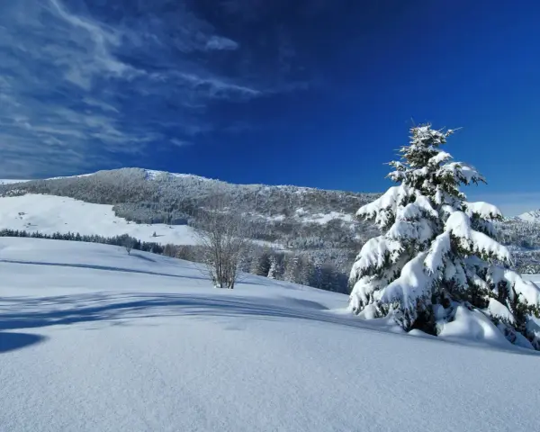 Paesaggio innevato sul Monte Bondone, con un abete carico di neve e un cielo blu intenso. Ideale per scoprire cosa fare in inverno.