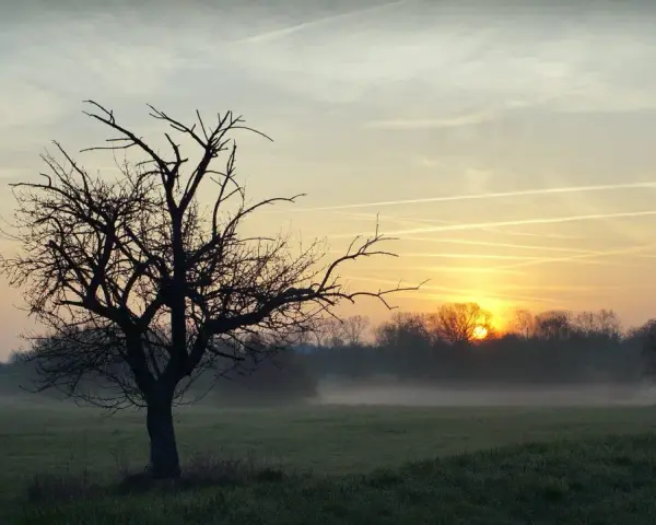 Mglisty poranek z wschodzącym słońcem, które gra jak piękne piosenki na dzień dobry. Sylwetka nagiego drzewa na pierwszym planie.