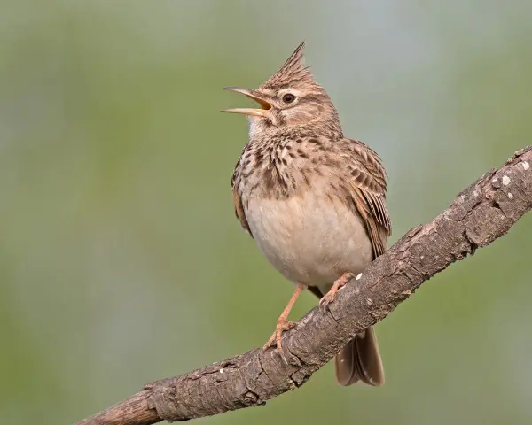 Un pájaro con cresta, de plumaje pardo y blanco, canta en una rama.