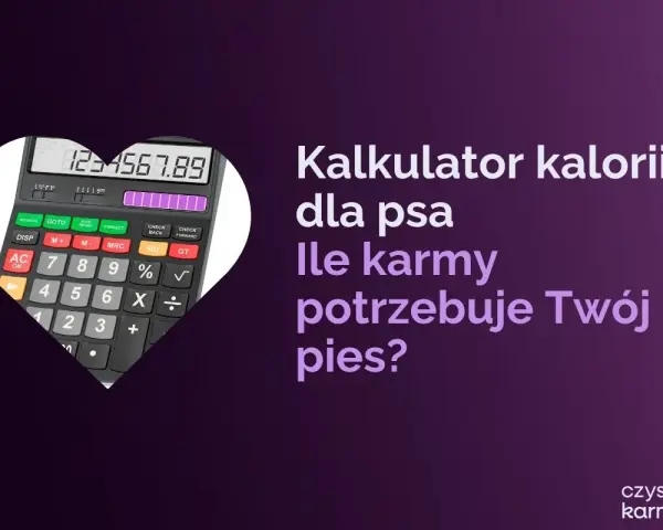 Kalkulator kalorii dla psa pomoże Ci ustalić, ile powinien jeść labrador szczeniak. Oblicz idealną porcję karmy dla swojego pupila.