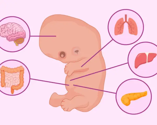Embrione umano alla 8 settimana di gravidanza, con organi in sviluppo: cervello, polmoni, fegato, pancreas e intestino.