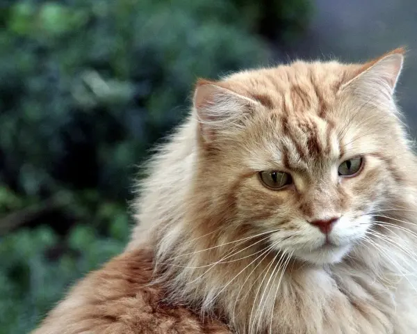 Maine Coon włosy czy sierść? Poznaj różnice i pielęgnację