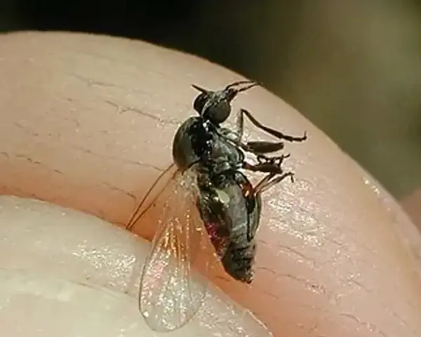 Mosca negra de España, un pequeño insecto negro con alas translúcidas, posado sobre la piel.