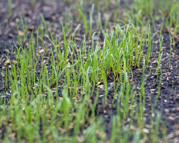 Młoda trawa łąkowa wyrasta z ziemi. Idealny termin siewu trawy łąkowej za nami, ale natura i tak działa.