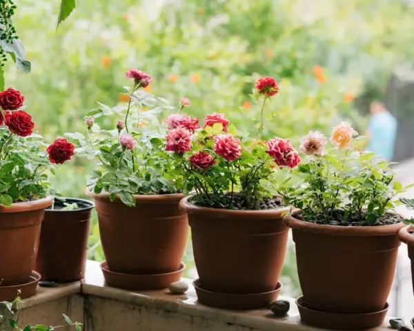 Blühende Topfrosen in verschiedenen Farben auf einem Balkon. Die Pflanzen sind gut gepflegt und zeigen ihre volle Pracht.
