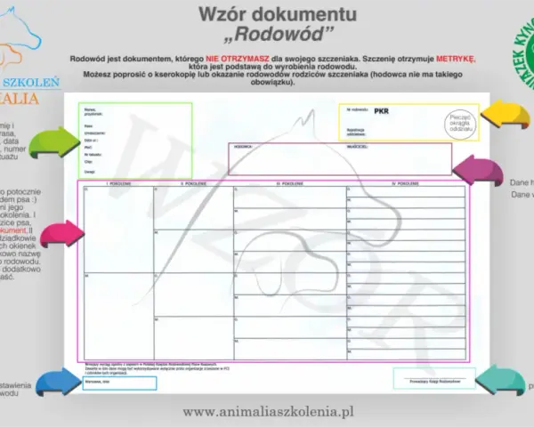 Jak uzyskać rodowód dla psa - proste kroki i ukryte koszty