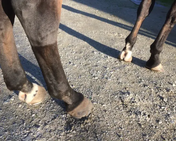 Pieds de cheval sur un chemin de gravier. Le soleil projette des ombres. Une légère gale de boue miel sur le paturon d'un cheval.
