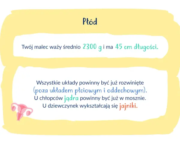 34 tydzień ciąży: płód waży 2300g, ma 45cm. Rozwijają się układy, u chłopców jądra, u dziewczynek jajniki.