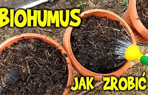 Jak zrobić humus nawóz w prosty sposób i zadbać o rośliny