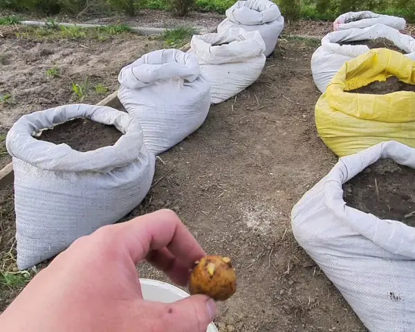 Kiedy sadzimy ziemniaki w workach, aby uniknąć nieudanych plonów?