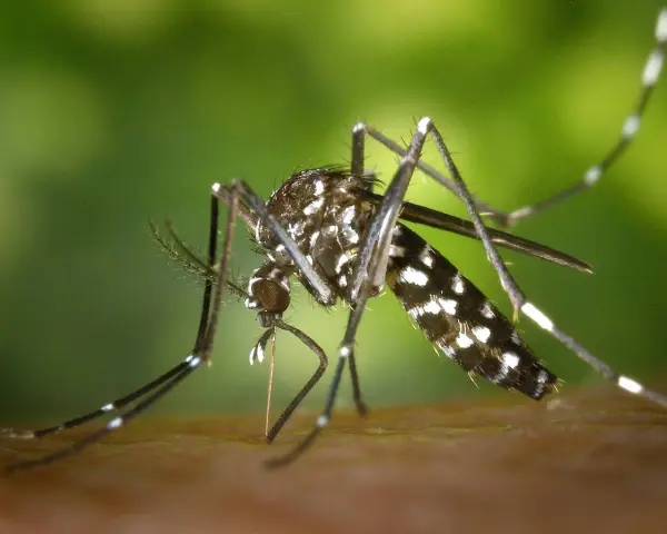 Un mosquito tigre, con sus distintivas rayas blancas y negras, se prepara para picar. ¿Cuánto viven los mosquitos tigre? Su ciclo de vida es corto, pero su impacto puede ser grande.