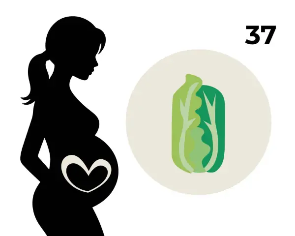 Silhouetten einer schwangeren Frau mit einem Herzsymbol auf dem Bauch. Daneben eine Illustration eines Salatkopfes und die Zahl 37, die die 37. SSW symbolisiert.