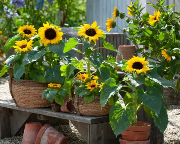 Mehrere sonnenblumen im topf blühen auf einer Holzbank, umgeben von anderen bunten Blumen und Terrakotta-Töpfen.